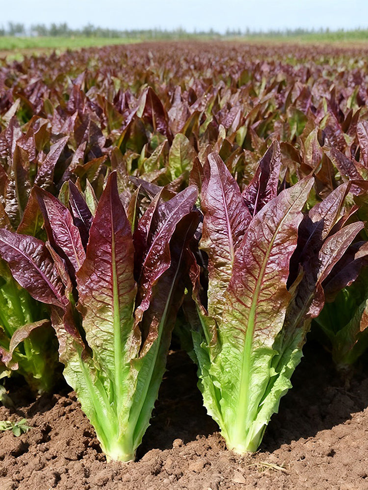 Jiemei Red Leaf Lettuce
