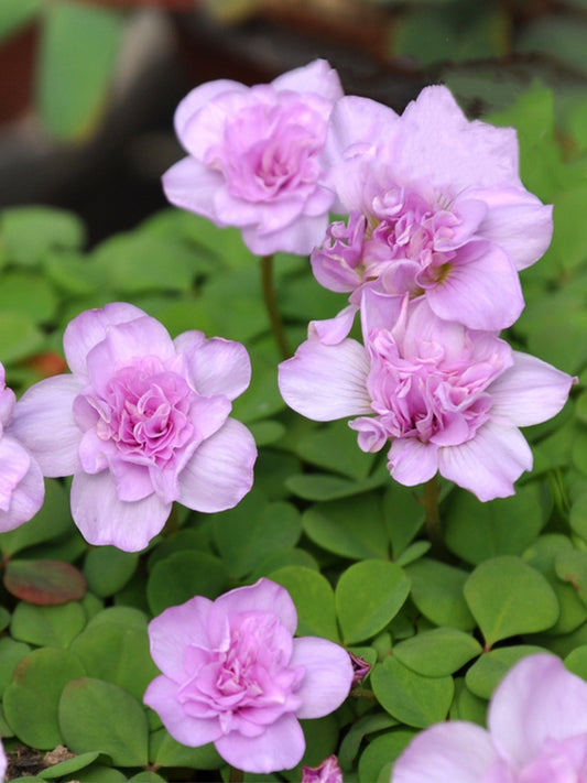 Oxalis obtusa Series Bulb - 'Nidulans Pompom'