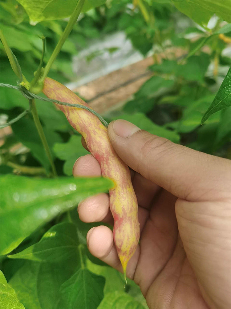 Dayu Red Golden Hook Snap Bean