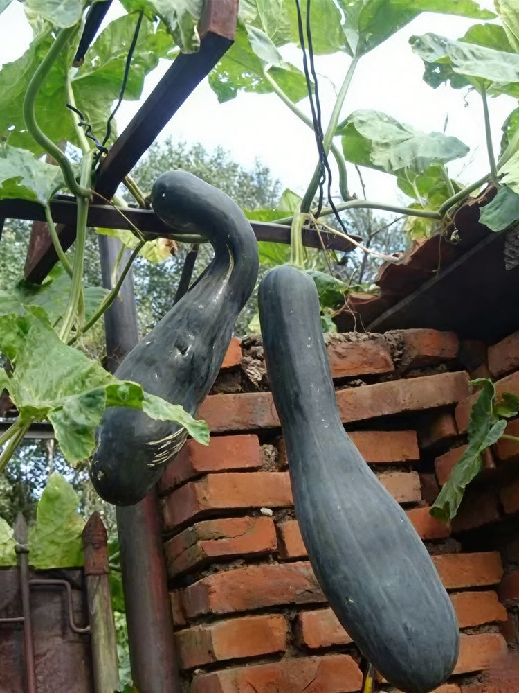 Zhengqing No.1 Black-skinned Pumpkin