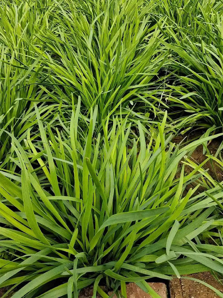 Fusheng No.1 Snow Leek