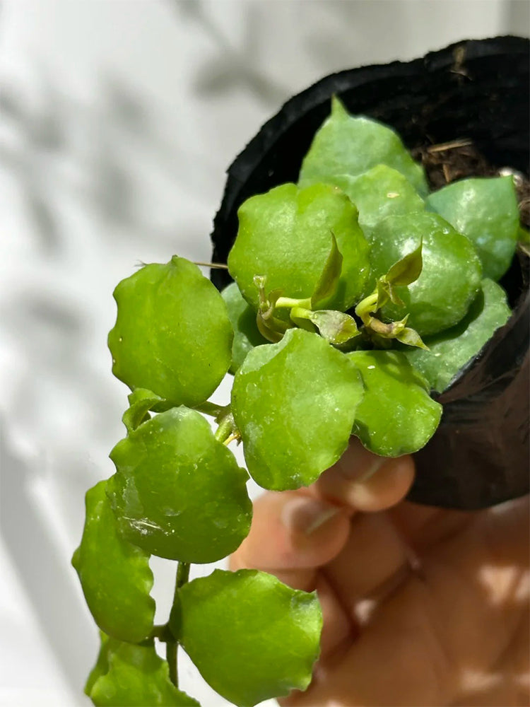 Hoya endauensis Unrooted Stem Cuttings