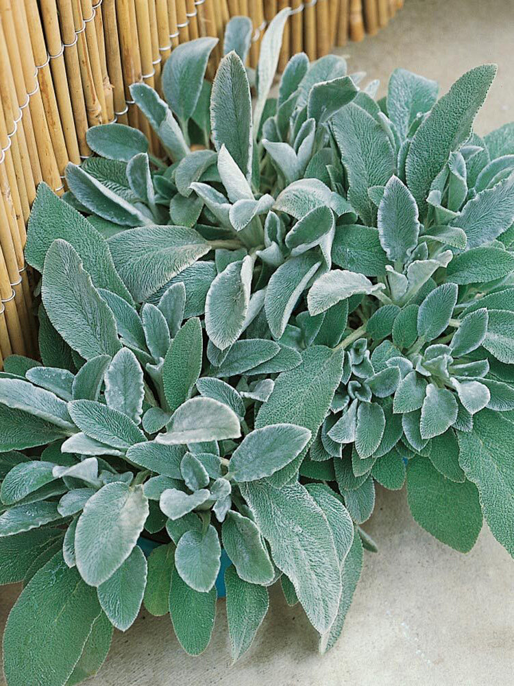 Lamb's Ear