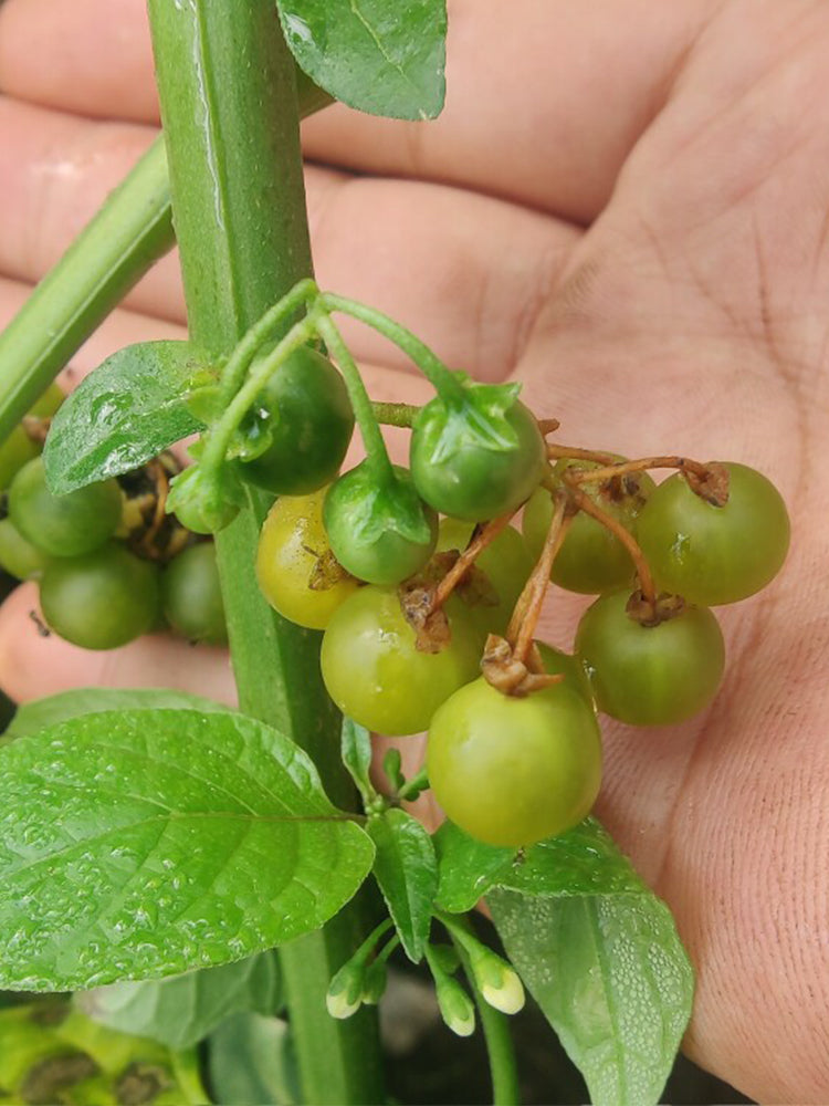 "Jinlong" Yellow Nightshade Berry