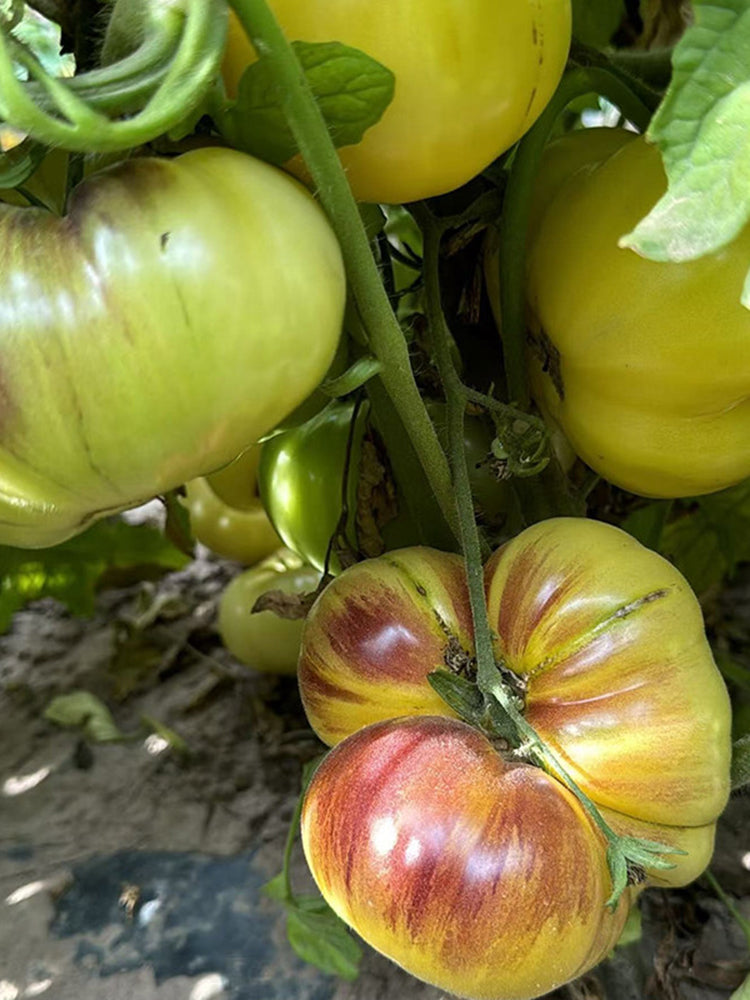 Martha Starfighter Tomato