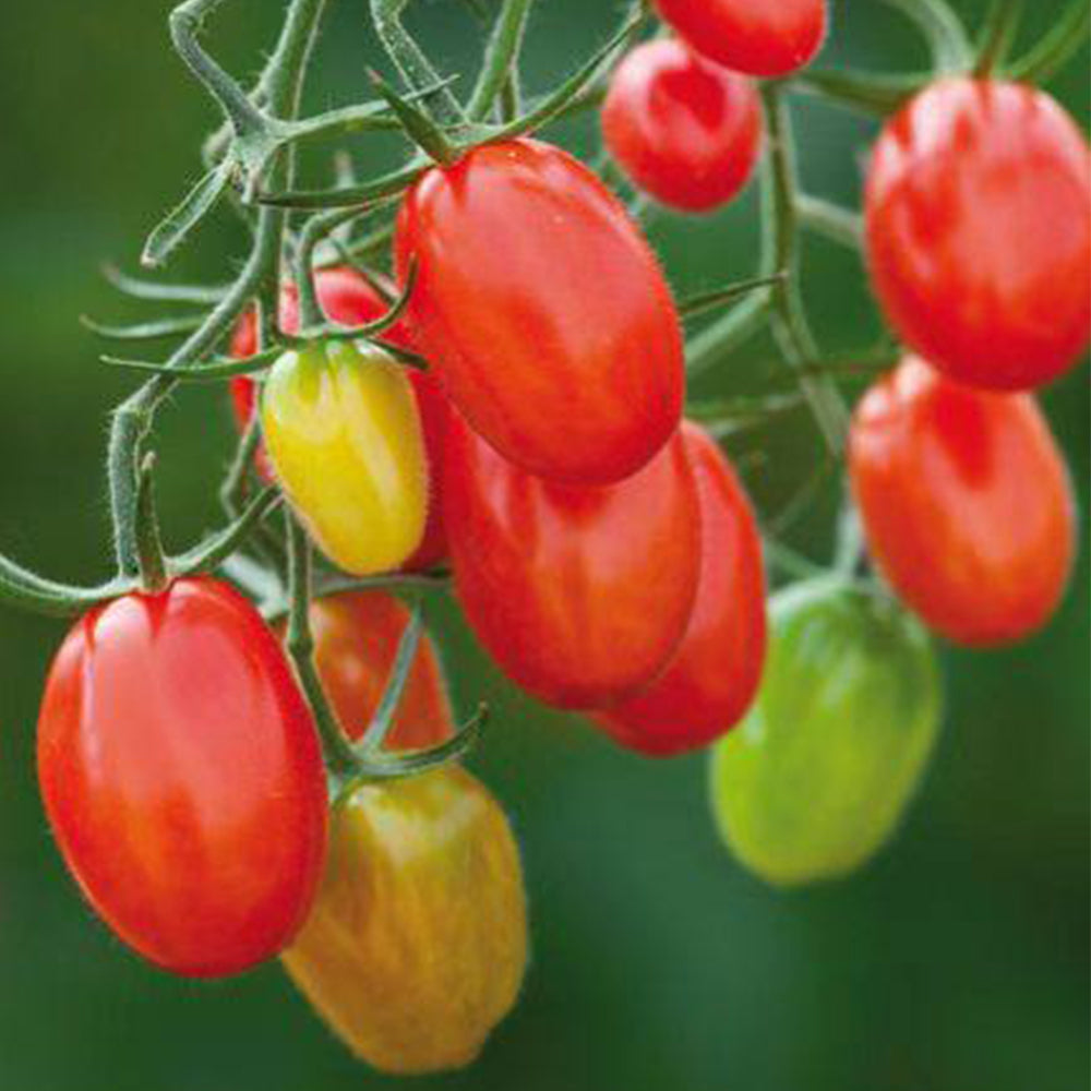 845 Sweet Plum Cherry Tomato