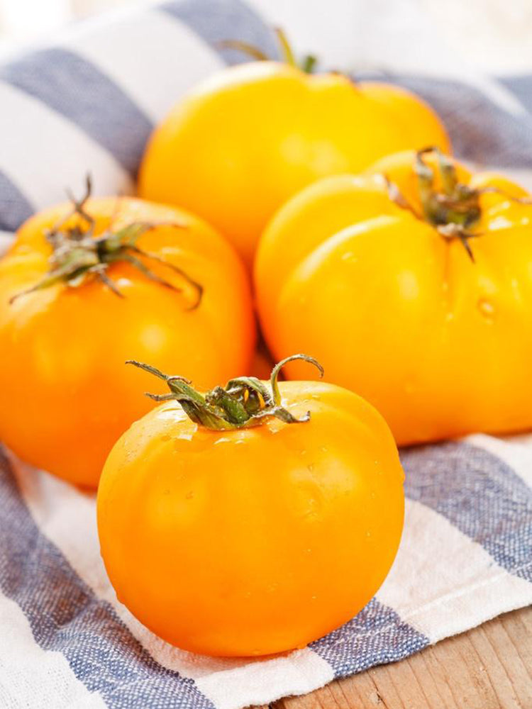 'Yellow Beauty' Beefsteak Tomato