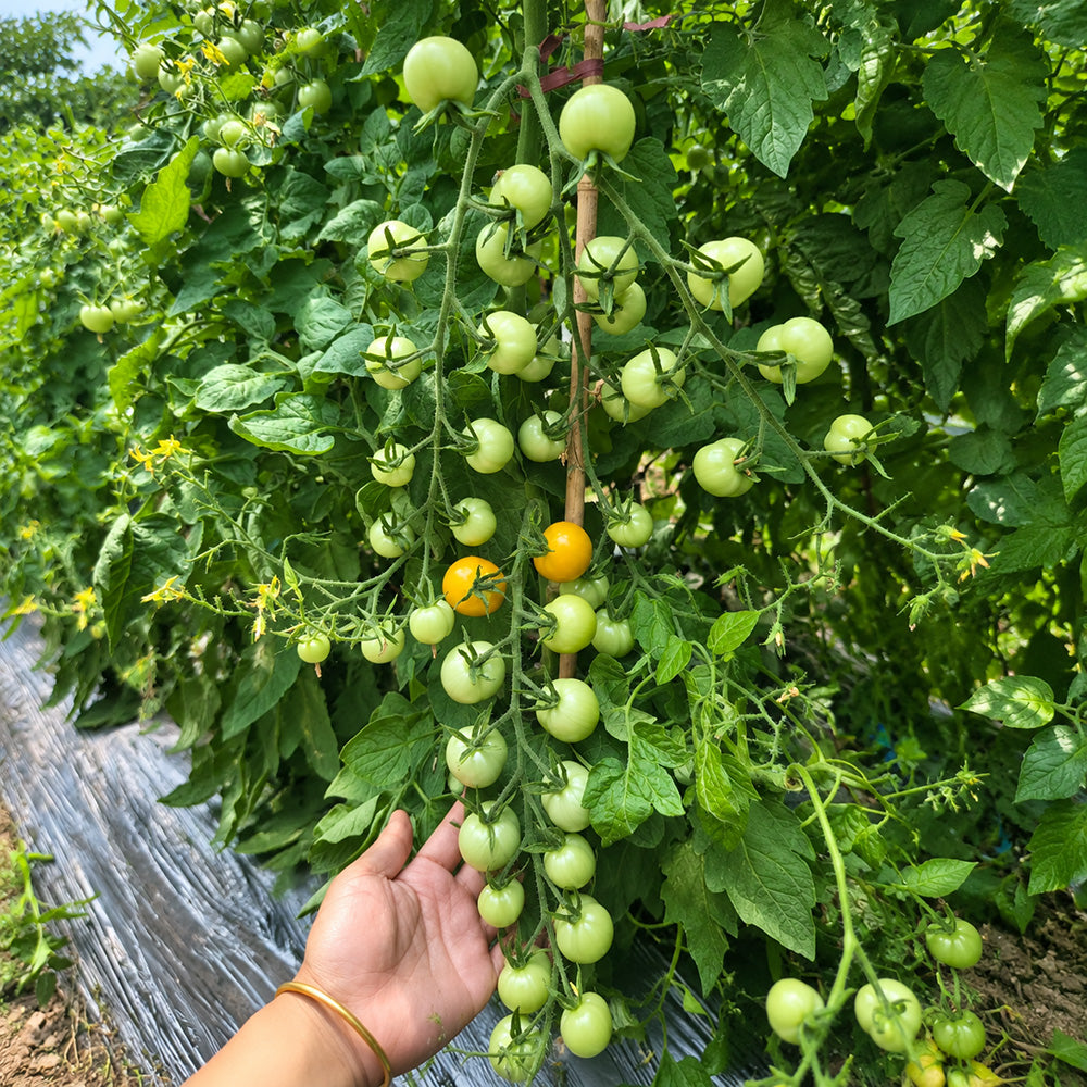 51 Ovelia Tomato