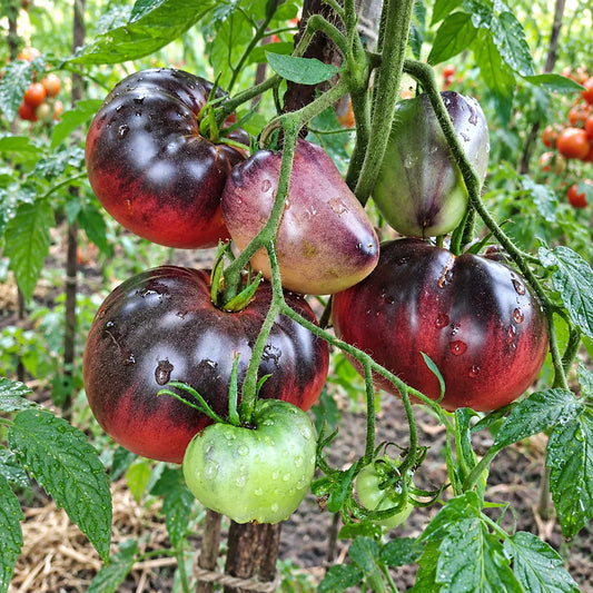 345 Junior Sergeant Tomato