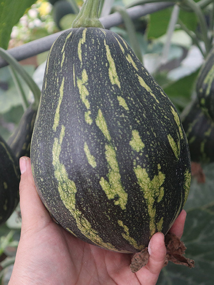 Fragrant Taro Pumpkin