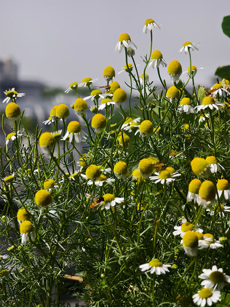 Hezhichun German Chamomile