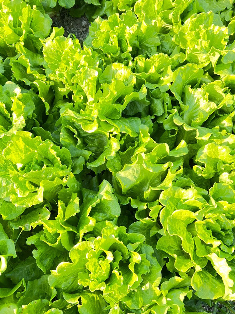 Italian Slow-Bolt Lettuce