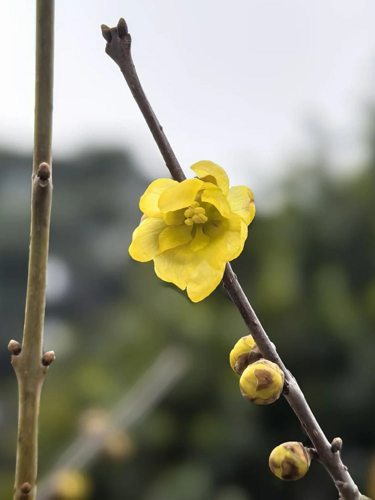 Large Flower Pure Yellow Wintersweet