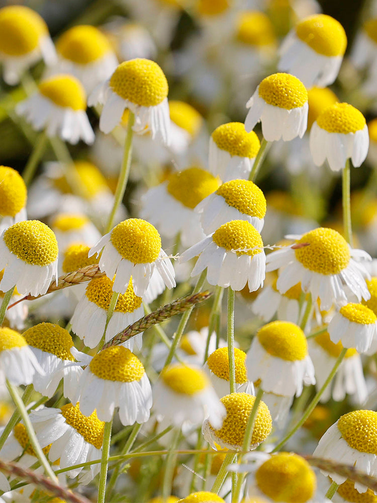 Hezhichun German Chamomile