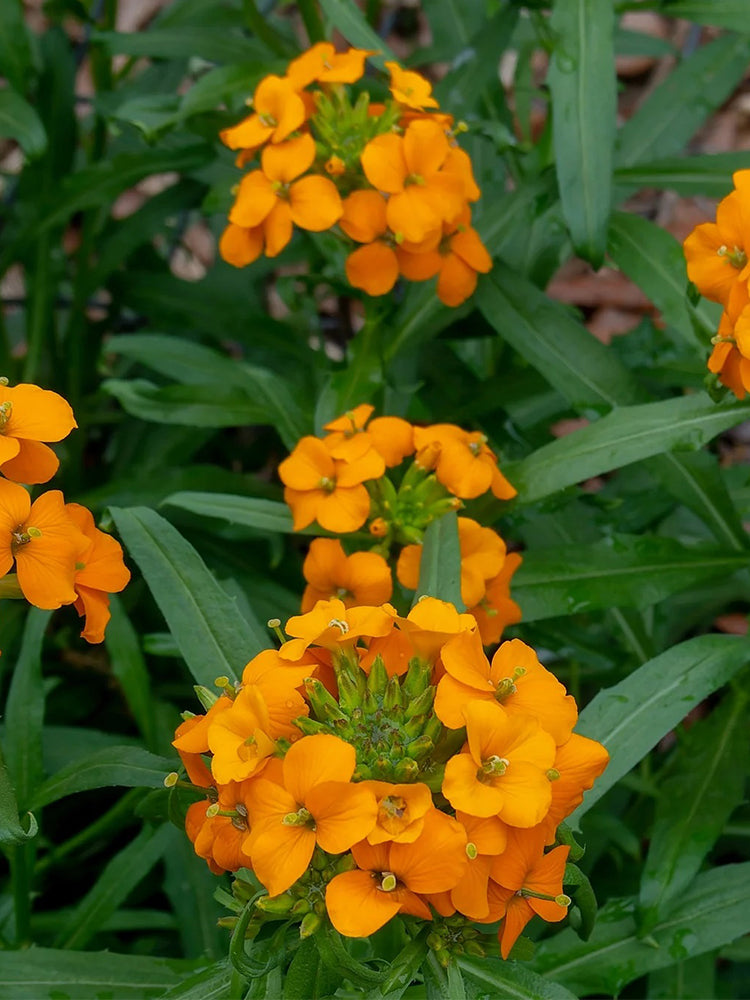 Orange Wallflower