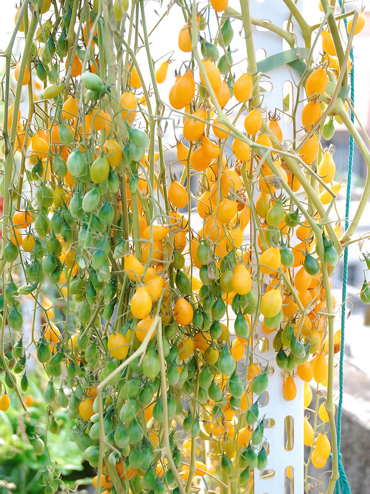1021 Wild Tiny Yellow Pear Tomato