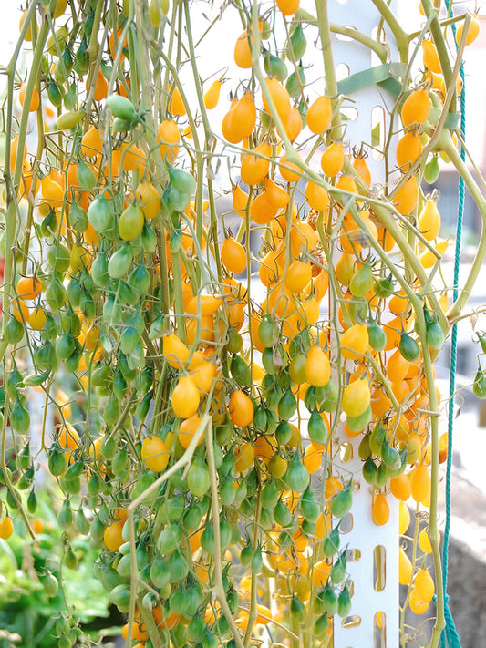 1021 Wild Tiny Yellow Pear Tomato