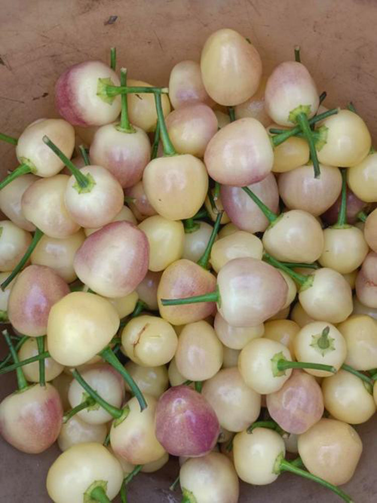 Seven-Colored Pickling Pepper