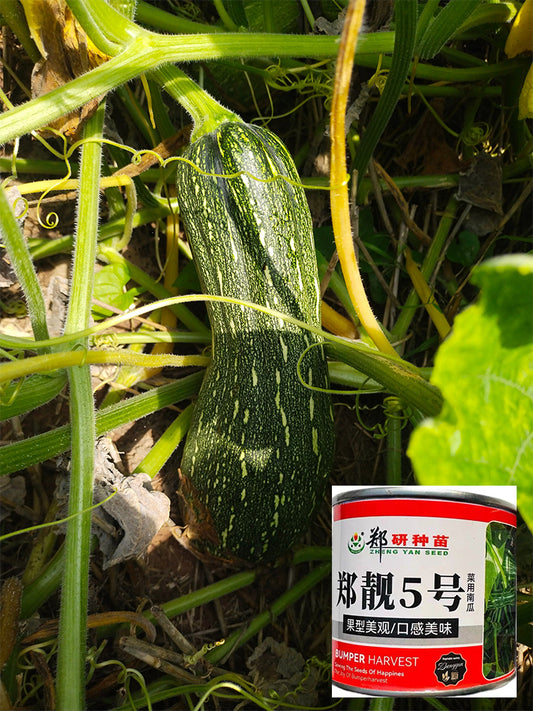 Zhengliang No.5 Squash