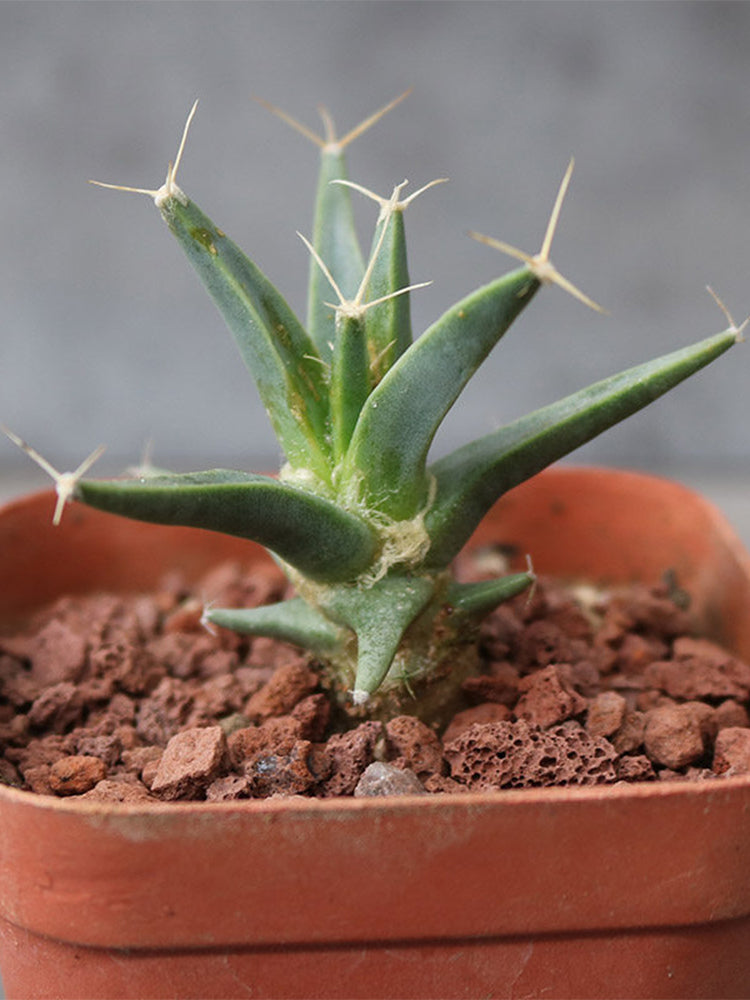 Leuchtenbergia principis