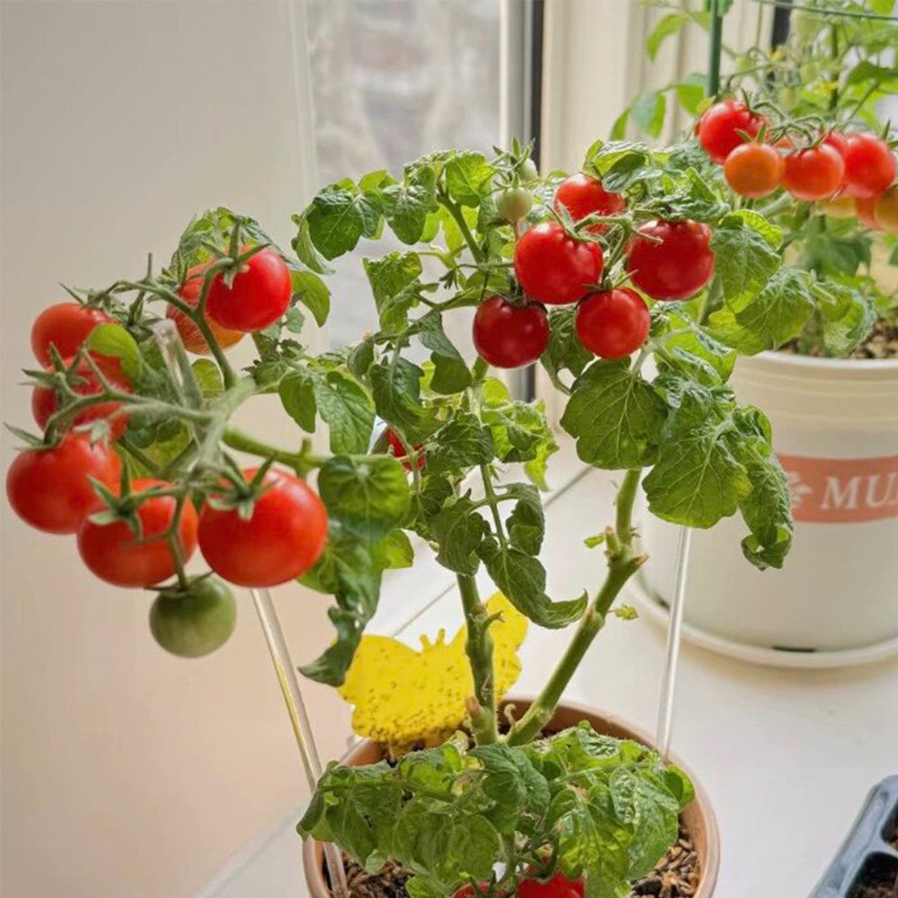 660 Mini Krasny Milo Tomato