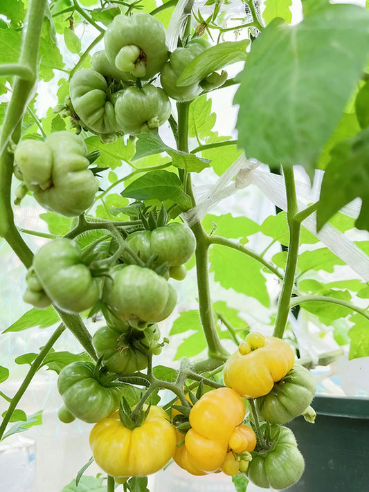 Dean's Chickie Cherry Tomato