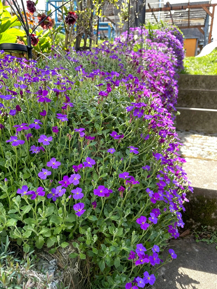 Purple Rock Cress