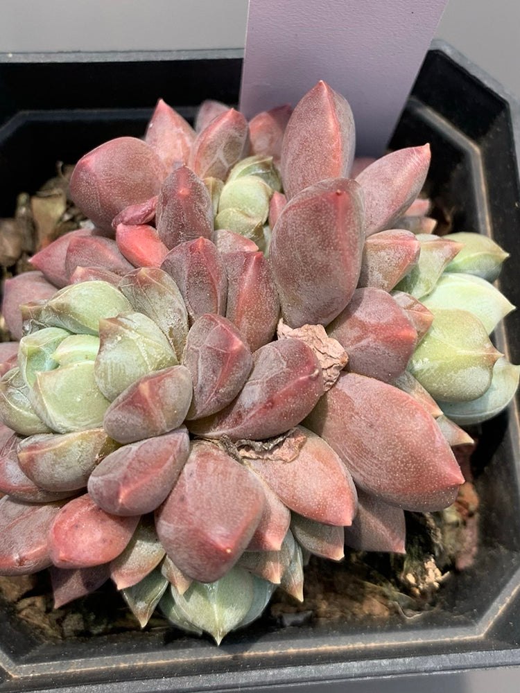 Echeveria cv. 'Illusion'
