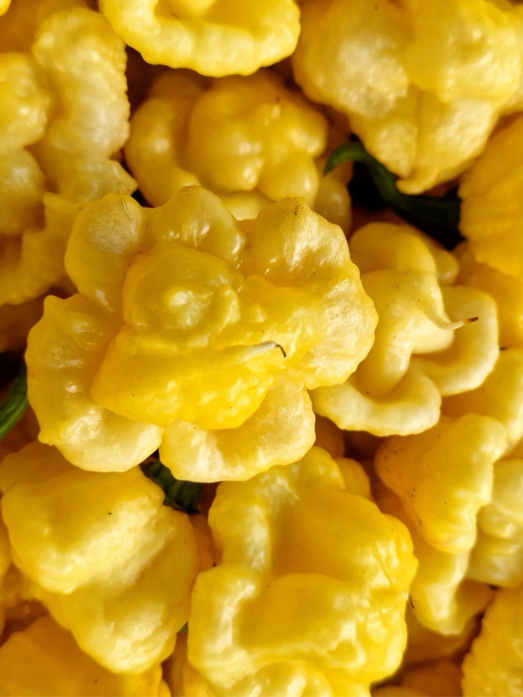 KS Lemon Starrburst Pepper