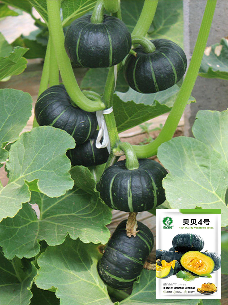 Beibei No.4 Baby Pumpkin