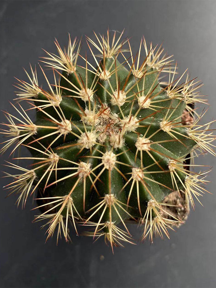 Melocactus broadwayi