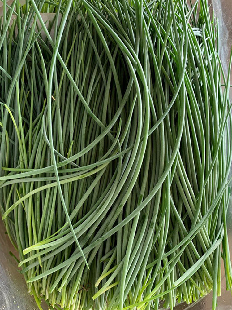 Minqin Sand Scallion (Allium mongolicum)