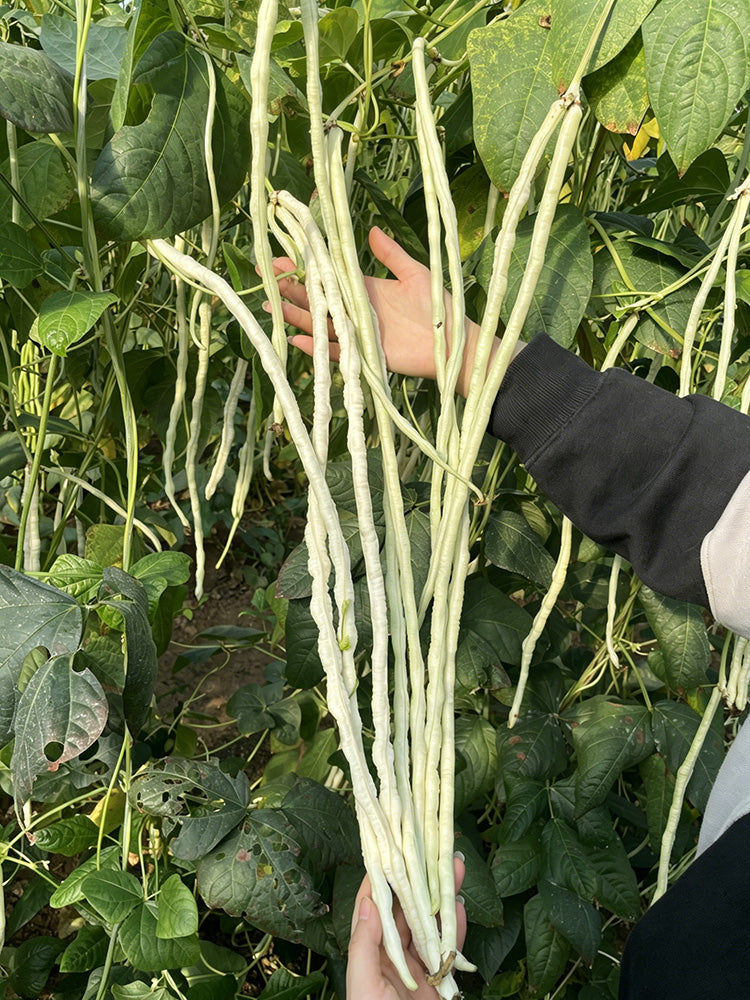 'Zhengjiang Yinshuai' Cowpea