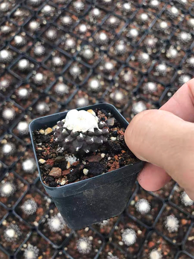 Copiapoa tenuissima f. monstruosa