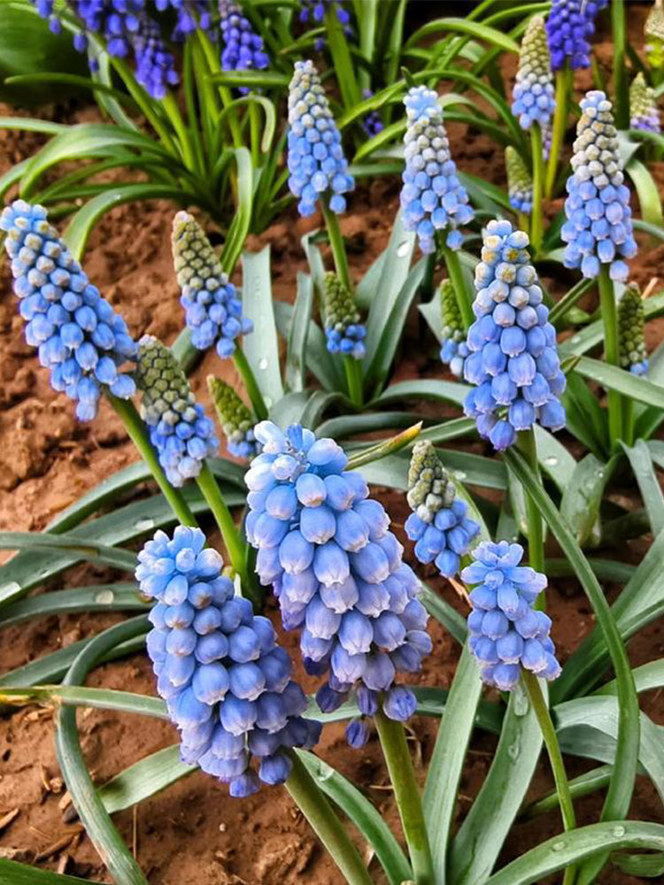 Mixed Color Grape Hyacinth