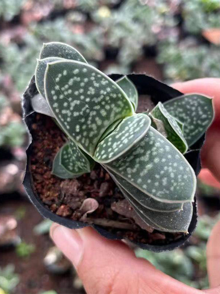 Gasteria minima