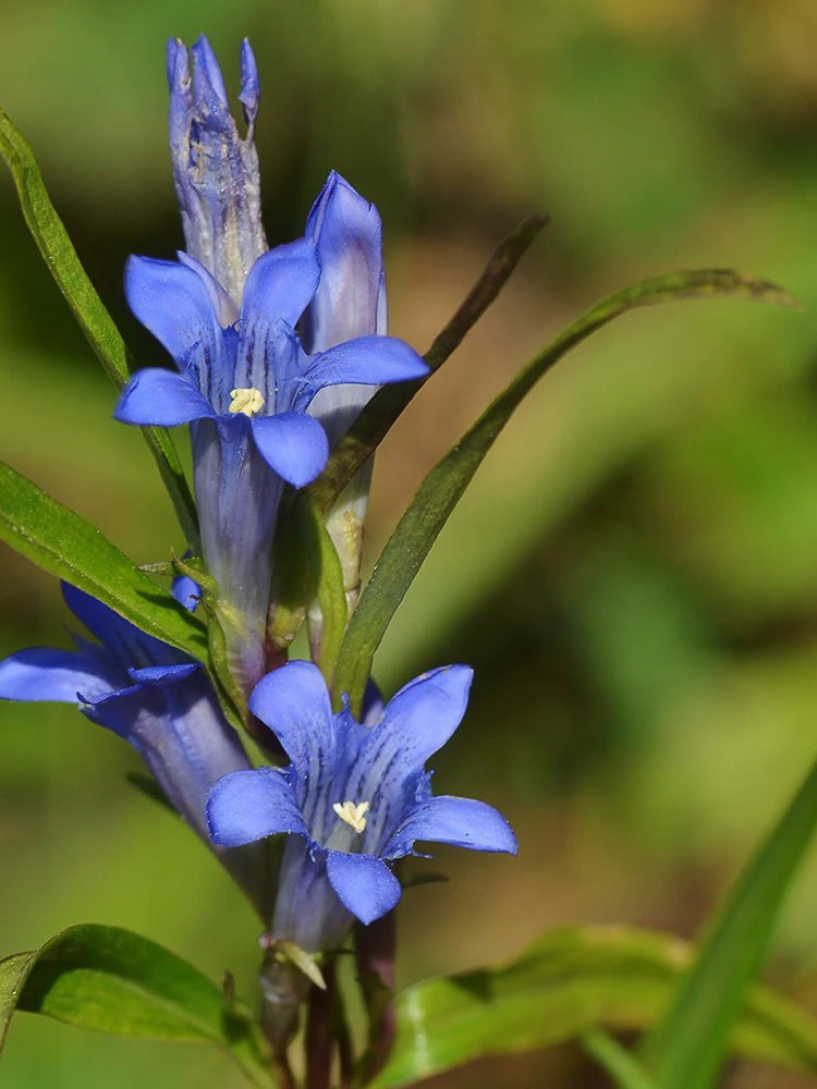 Largeleaf Gentian Qin Jiao