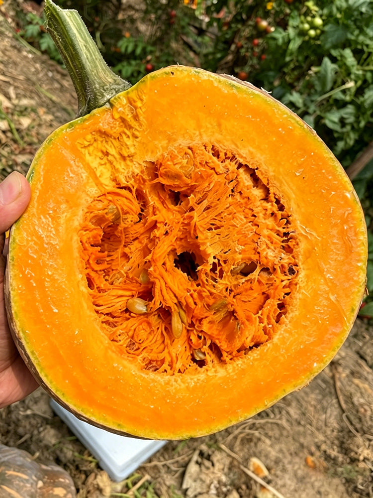 Honey Jar Pumpkin