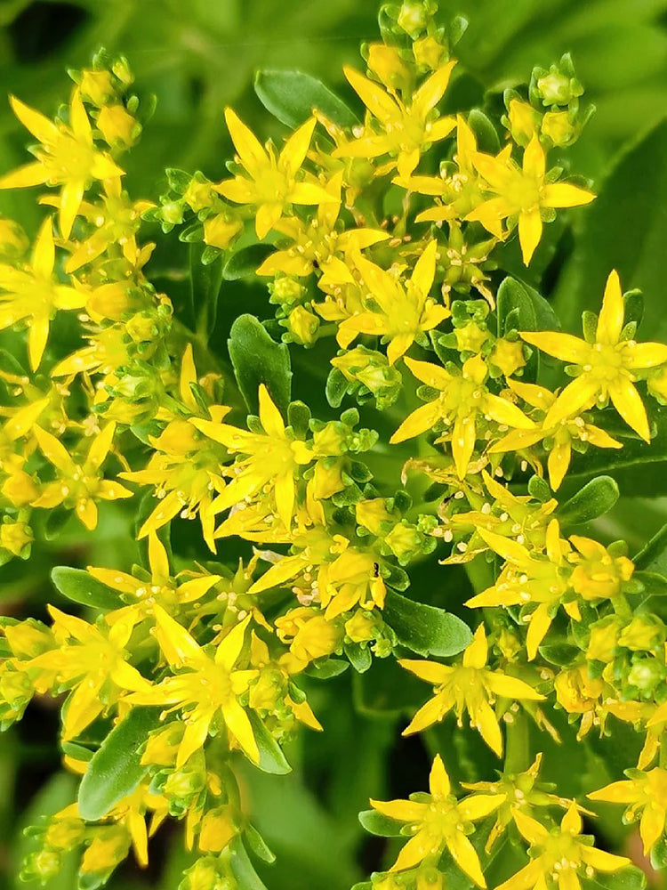 Sedum aizoon