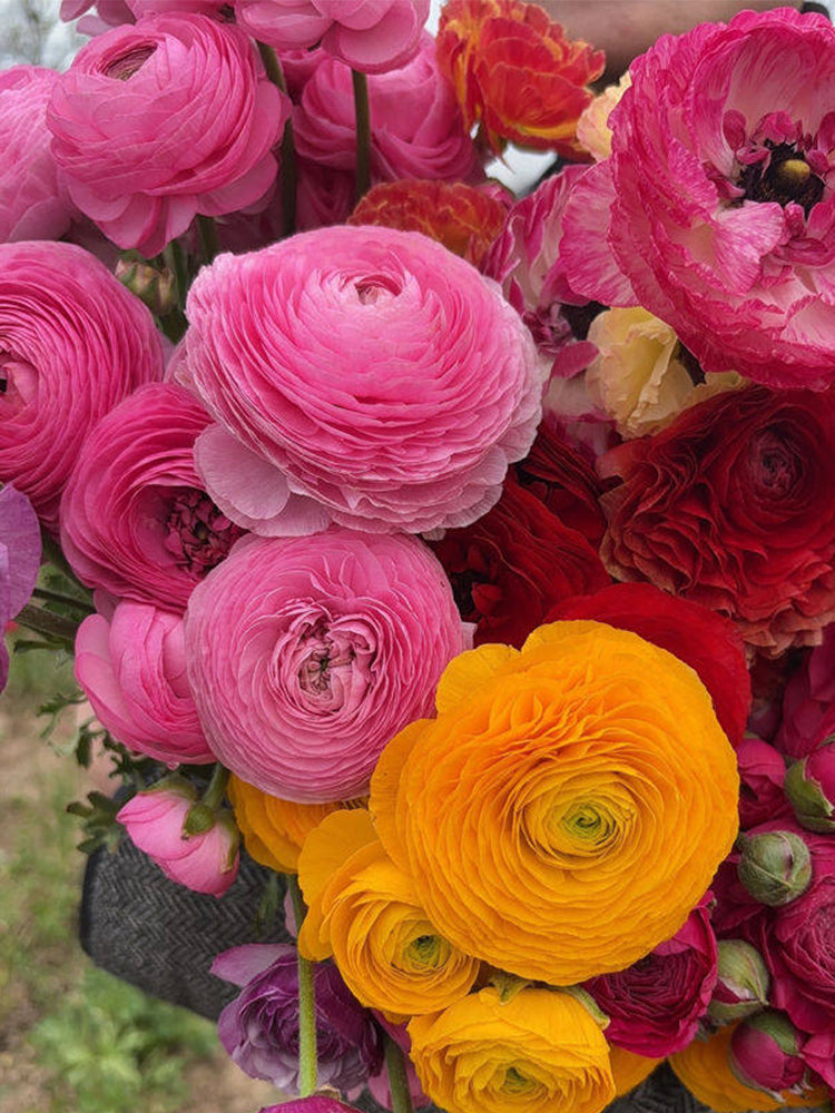 Hezhichun Ranunculus