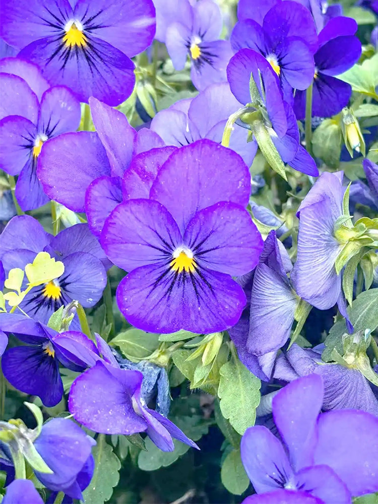 Hezhichun Pansy 'Azure Skies'
