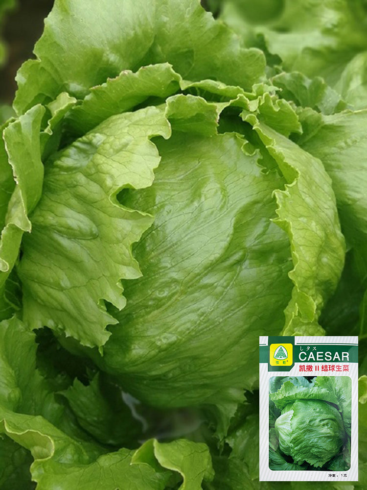 Caesar Crisphead Lettuce