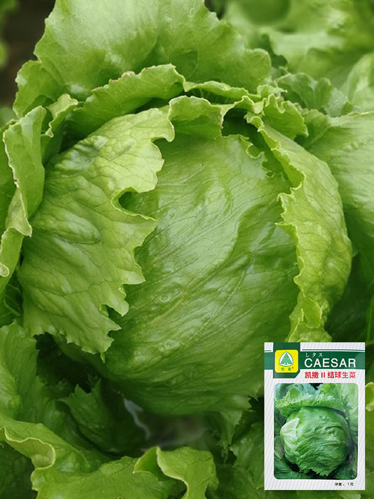 Caesar Crisphead Lettuce