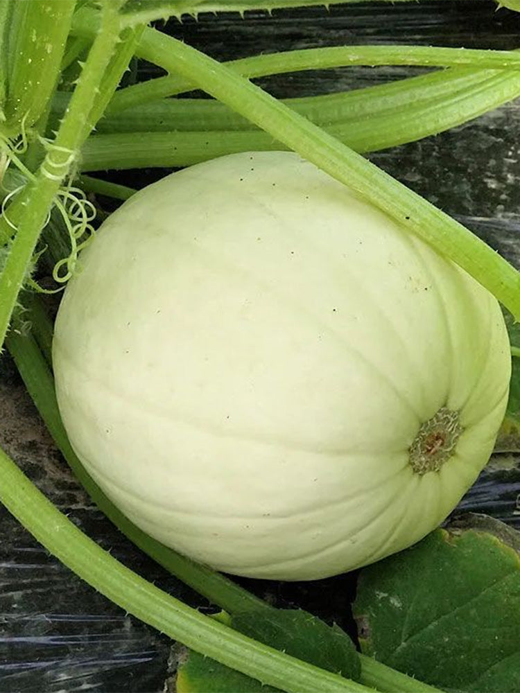 Golden Thread Squash