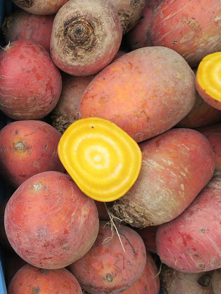 Yellow Beetroot