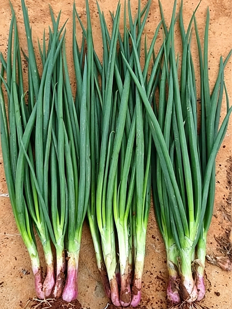 Shouhe Red Skin Scallion