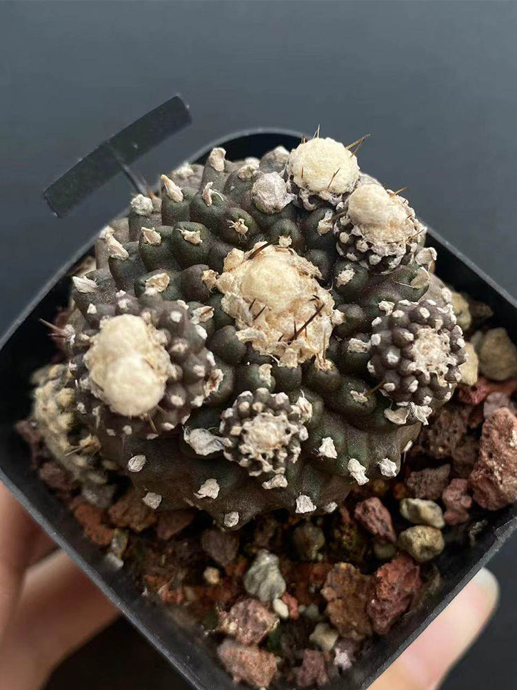 Copiapoa tenuissima f. monstruosa