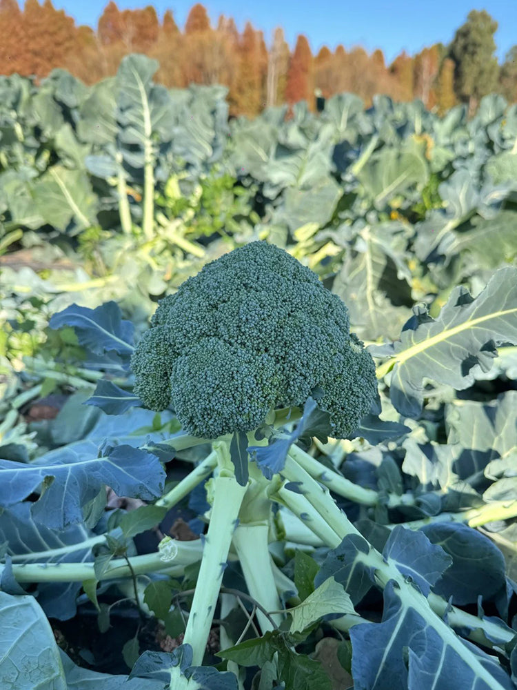 GreenVigour 60 Broccoli