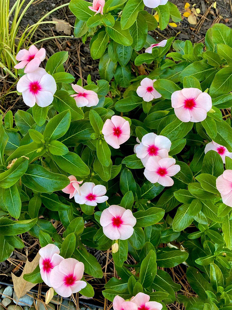 Pink Madagascar Periwinkle (Catharanthus roseus)