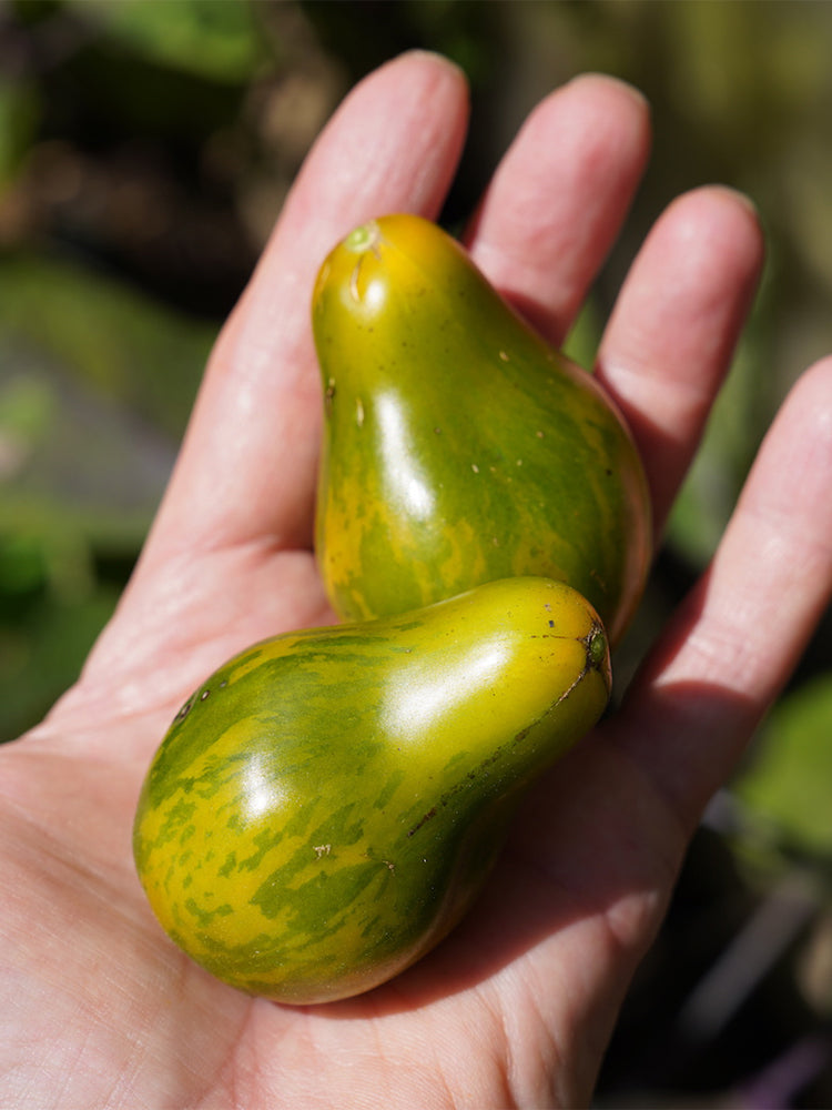 Mint Julep Tomato